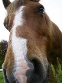 horses for sale horses for sale